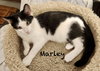 Marley