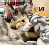 MI
