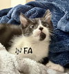 FA