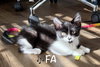 FA