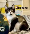 Domino