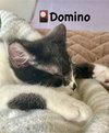 Domino