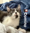 Domino