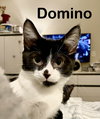 Domino