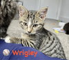 Wrigley