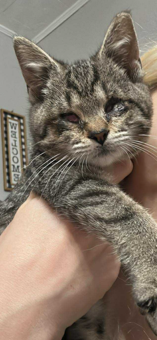 Scouty