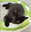 Onyx