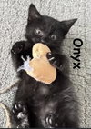 Onyx