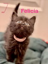 Felicia
