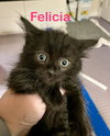 Felicia