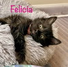 Felicia