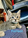 Forrest