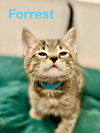 Forrest