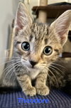 Theodore