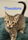 Theodore