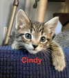 Cindy