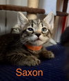 Saxon