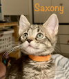 Saxony