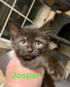 Jasper