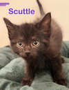 Scuttle