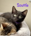 Scuttle