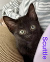 Scuttle