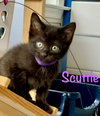 Scuttle