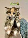 Olive