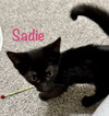 Sadie