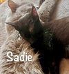 Sadie - Bonded with Kenzi
