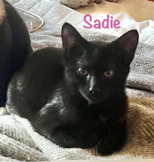 Sadie - Bonded with Kenzi