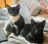 Sadie - Bonded with Kenzi
