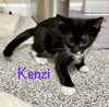 Kenzi