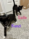 Kenzi