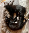 Kenzi - Bonded with Sadie