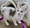Elaine