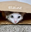 Elaine