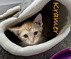 Kramer