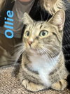 Ollie (Bonded with Smokey)