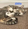 Ollie (Bonded with Smokey)