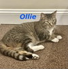 Ollie (Bonded with Smokey)