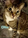 Ollie (Bonded with Smokey)