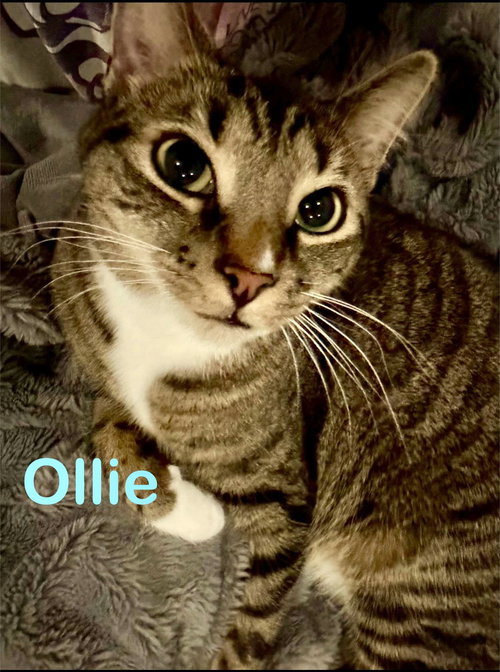 Ollie (Bonded with Smokey)