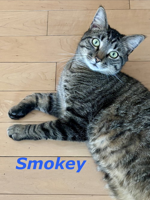 Smokey (Bonded with Ollie)