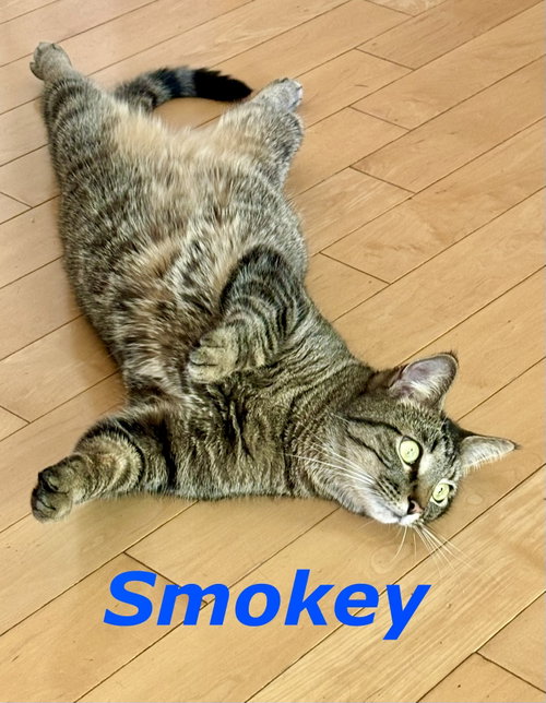 Photo 2 of Smokey