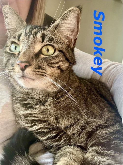 Smokey (Bonded with Ollie)