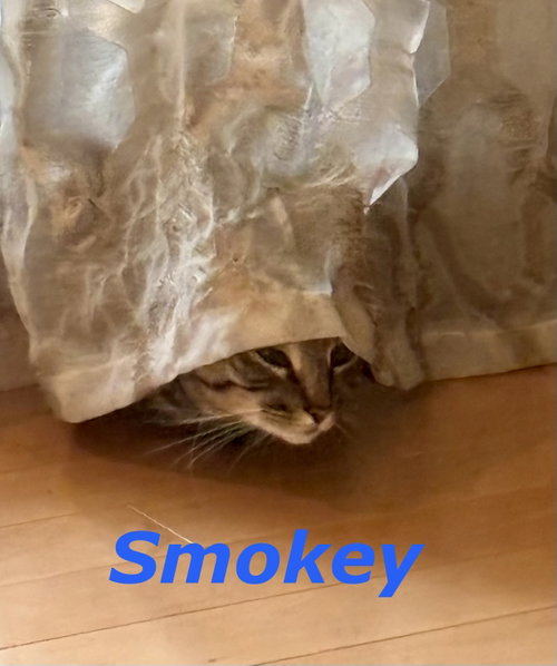 Photo 4 of Smokey