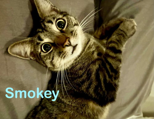 Photo 5 of Smokey