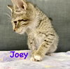 Joey