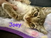 Joey